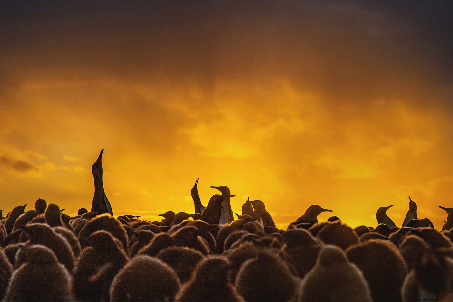 5 Essential Questions to Ask Before Booking an Antarctica Cruise